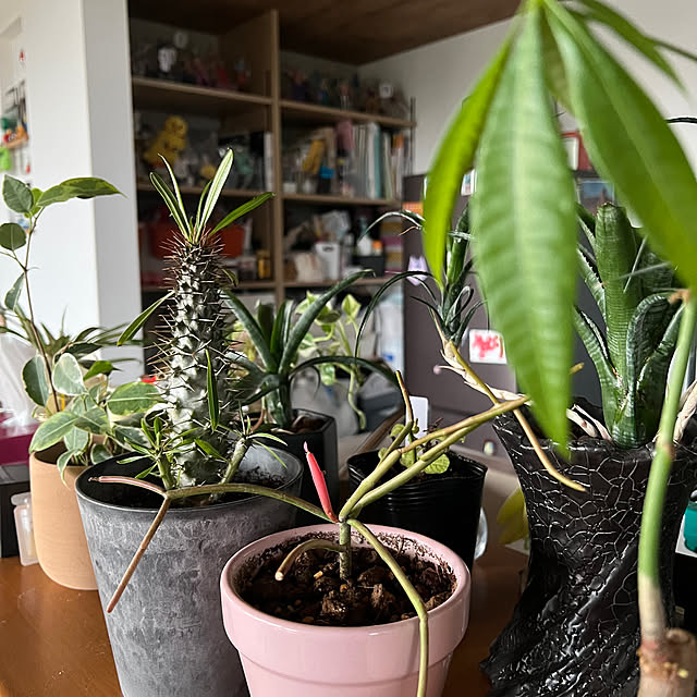 pokowheeさんの実例写真