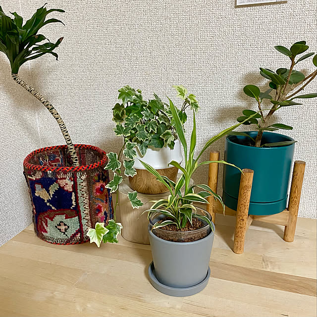 観葉植物/リビングのインテリア実例 - 2021-08-14 19:52:35