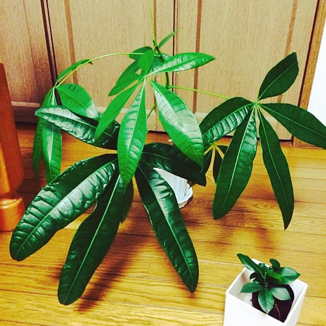 yukiさんの実例写真