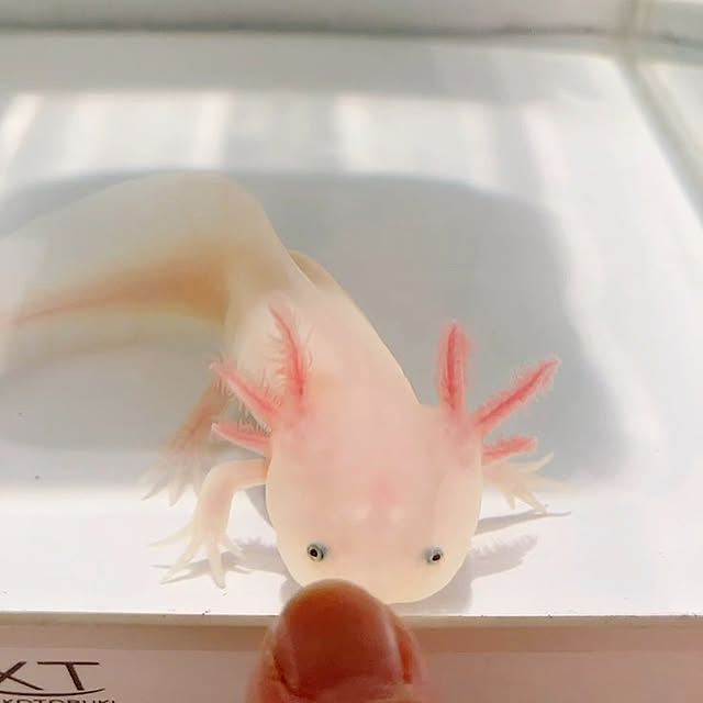 fufuさんの実例写真