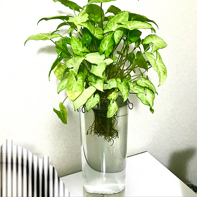 miiis.greenさんの実例写真