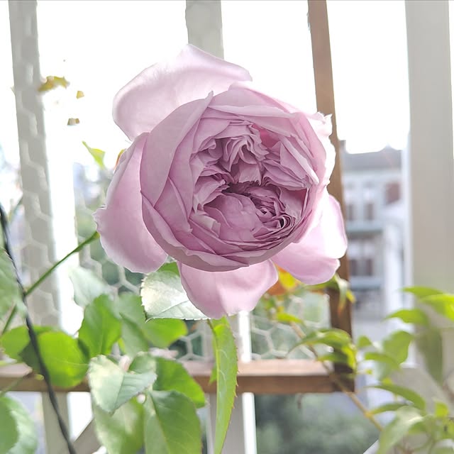 yuuu7712さんの実例写真