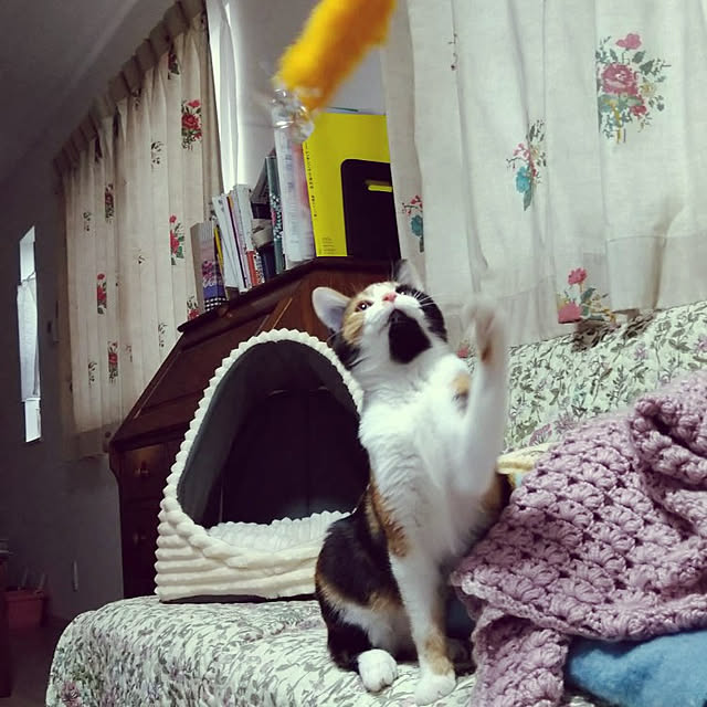 oyoneさんの実例写真
