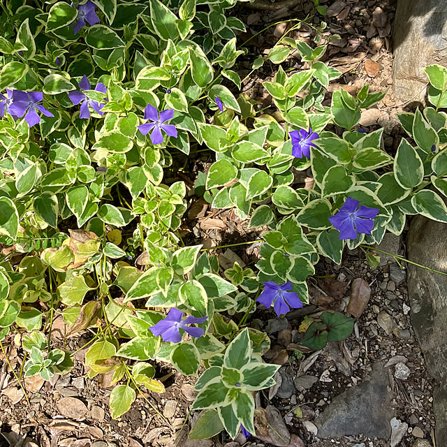 ikubooさんの部屋