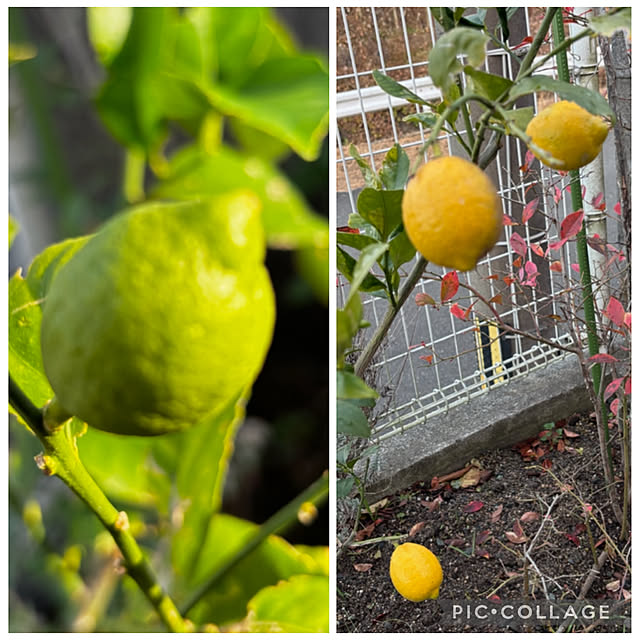 chIoeさんの部屋