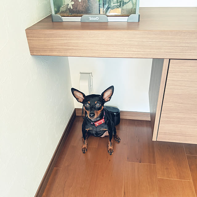 shizuponさんの実例写真