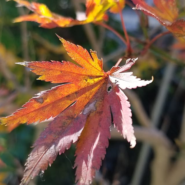 midoriさんの部屋