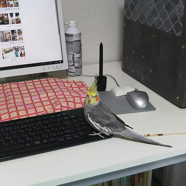 chiyoさんの実例写真