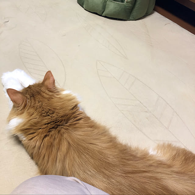 uchidaizuさんの実例写真