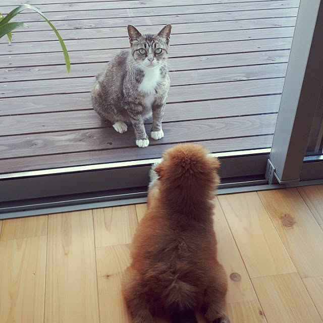 piccoloさんの実例写真
