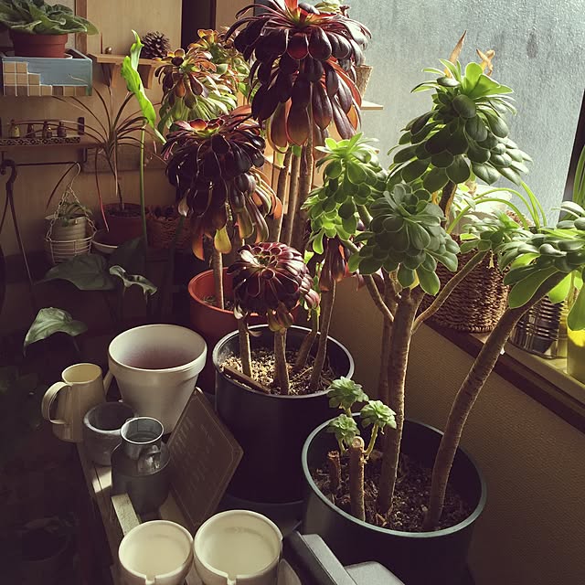 Norikoさんの実例写真