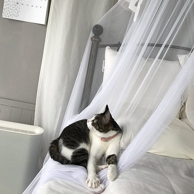 Shihoさんの実例写真