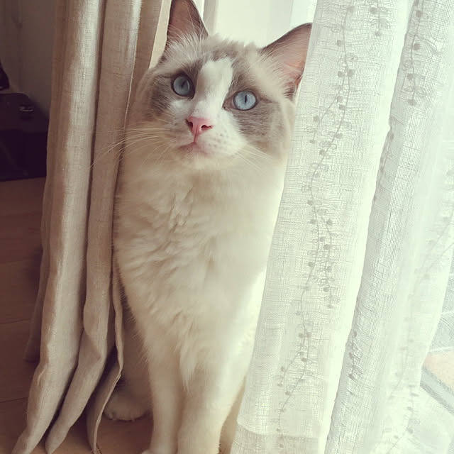 Hikaruさんの実例写真