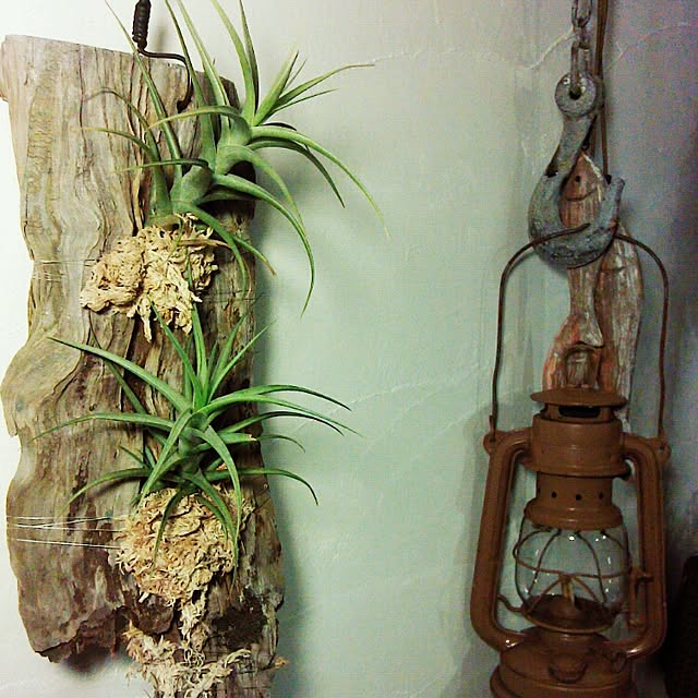 Plantexhibitionhallさんの実例写真