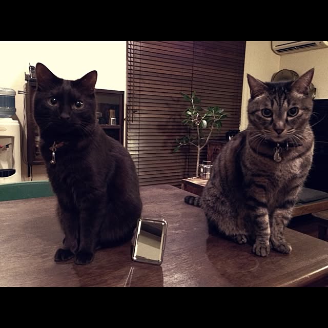 jnkaiさんの実例写真