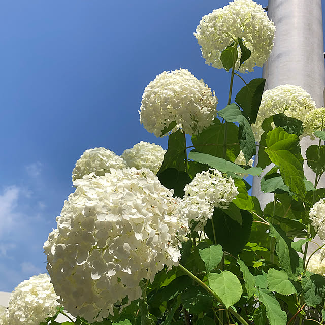 青空/紫陽花/アナベル/花のある暮らし/白が好き...などのインテリア実例 - 2021-06-19 20:34:28