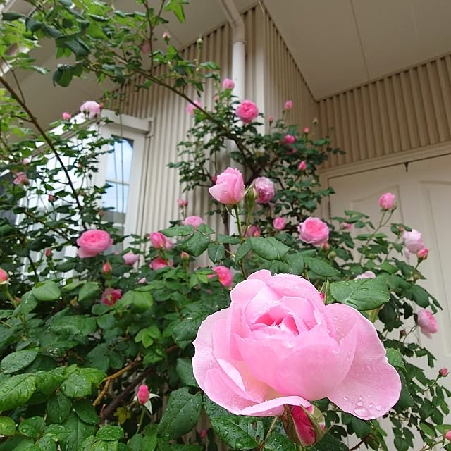 fleur-mamanさんの部屋