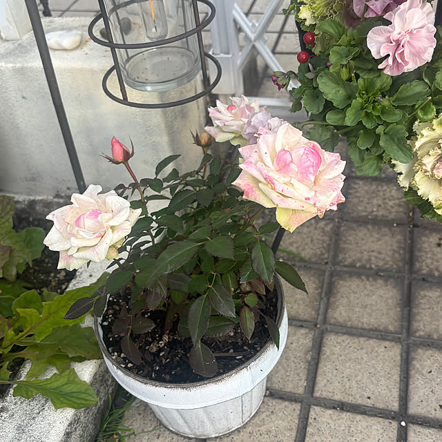 chIoeさんの部屋