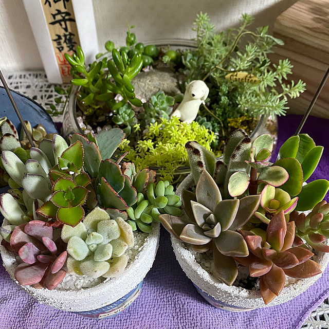 観葉植物/多肉植物/リビングのインテリア実例 - 2022-05-08 23:37:32