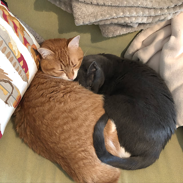 nekomamaさんの実例写真