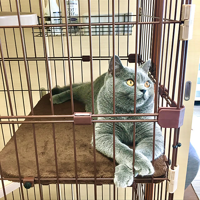 kittyさんの実例写真