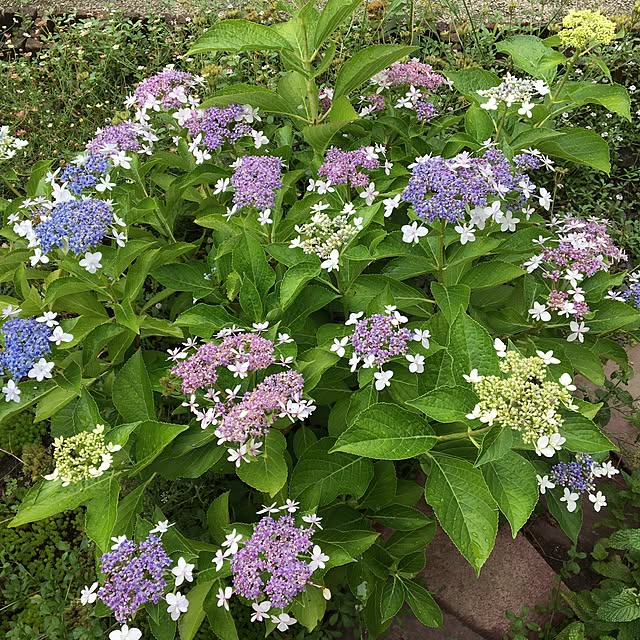 shigimiさんの実例写真