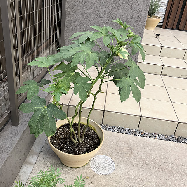 maririさんの実例写真
