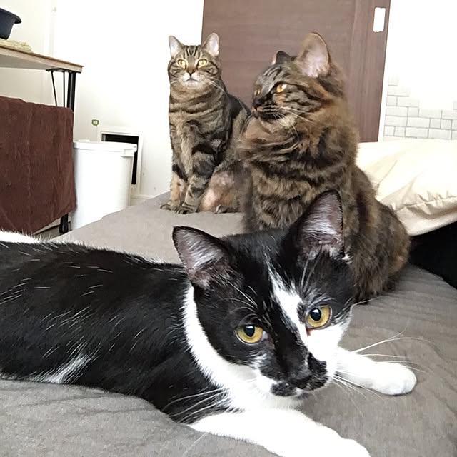 mikomaruさんの実例写真