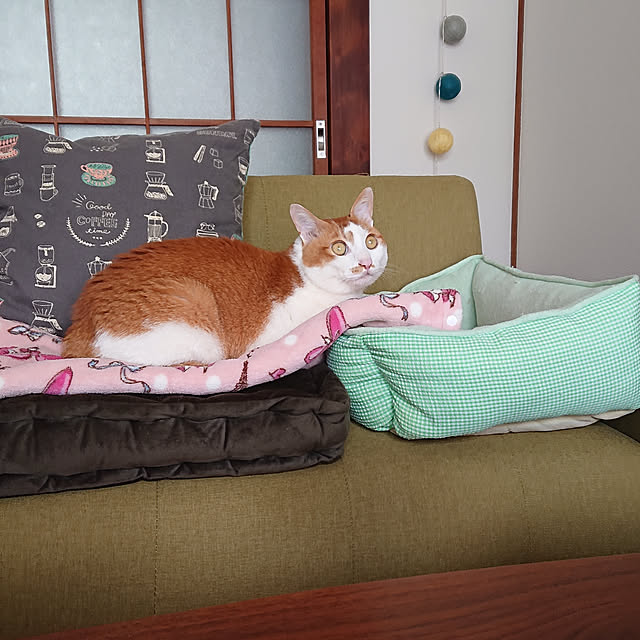 mugi77327732さんの実例写真