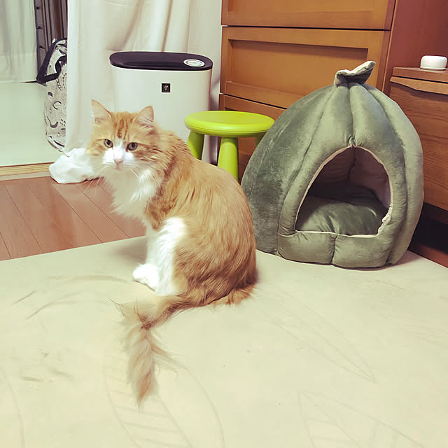 uchidaizuさんの実例写真