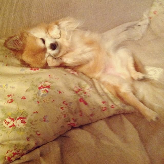 Rumiさんの実例写真