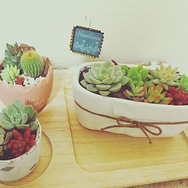 棚/初心者/寄せ植え/多肉植物のインテリア実例 - 2015-12-17 19:17:58