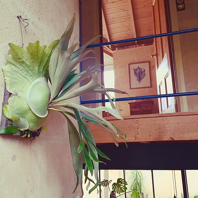 mosmanparkhomeさんの実例写真