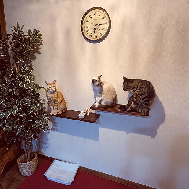 uchizukonyanさんの実例写真