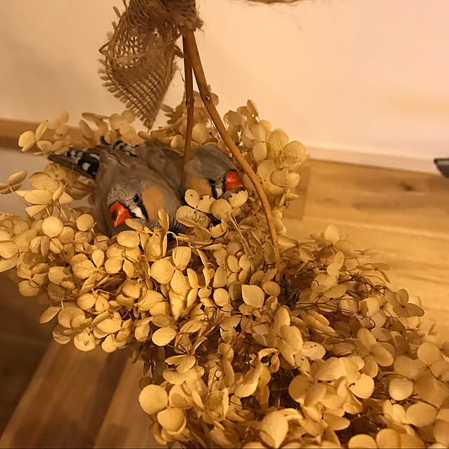 izumoanさんの実例写真