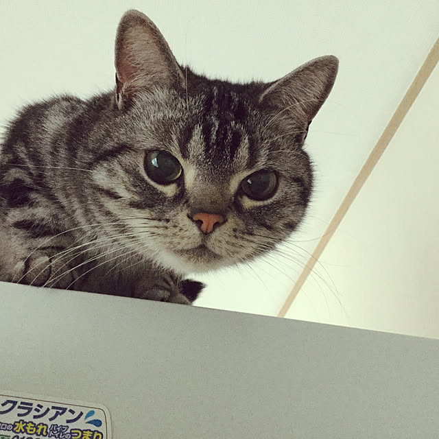 richanさんの実例写真