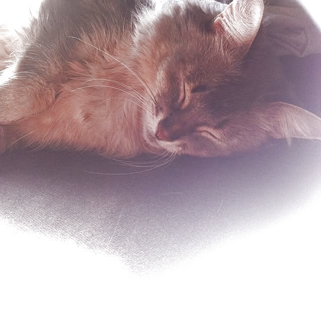 lilyさんの実例写真