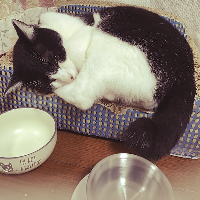 chiisoftさんの実例写真