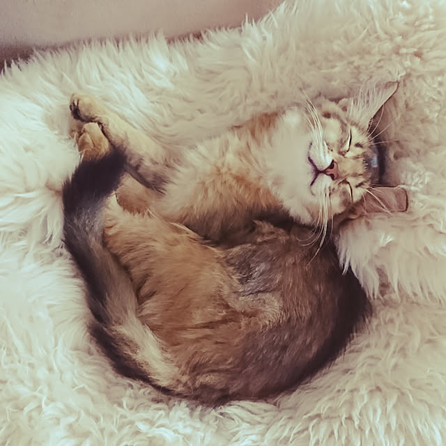 poniさんの実例写真