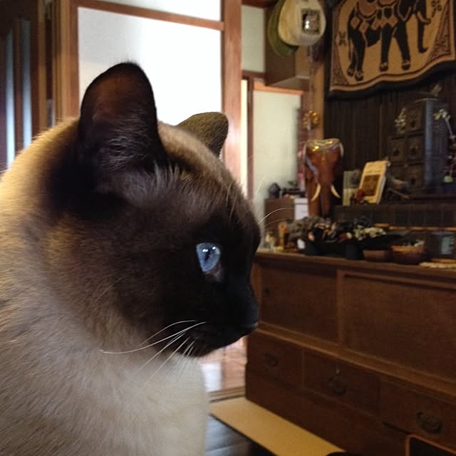 机/アジアン風/ねこ部/猫/雑貨のインテリア実例 - 2014-02-19 14:27:36