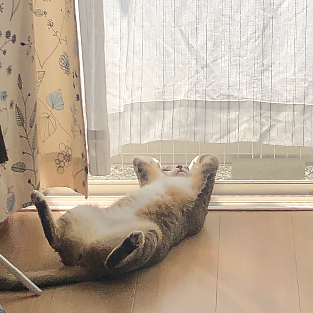 tumoさんの実例写真