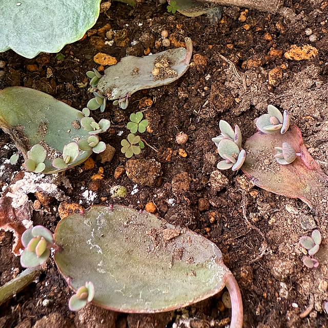 Aqettyさんの部屋