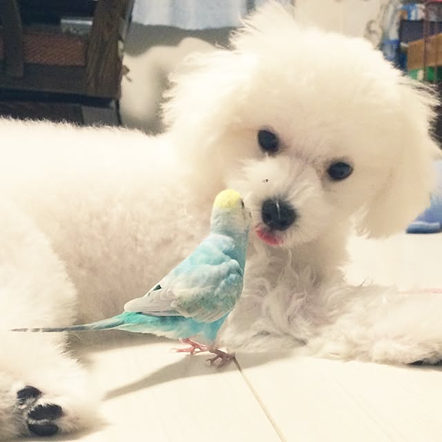 maakooさんの実例写真