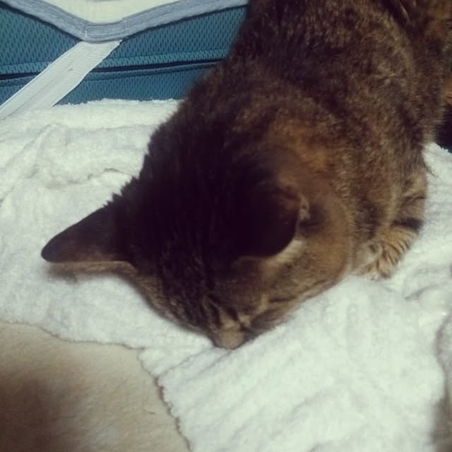kittenblueさんの実例写真