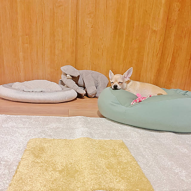 部屋全体/買ってよかったもの/犬のいる暮らし/いぬと暮らす/犬のいる生活...などのインテリア実例 - 2024-03-08 21:59:49