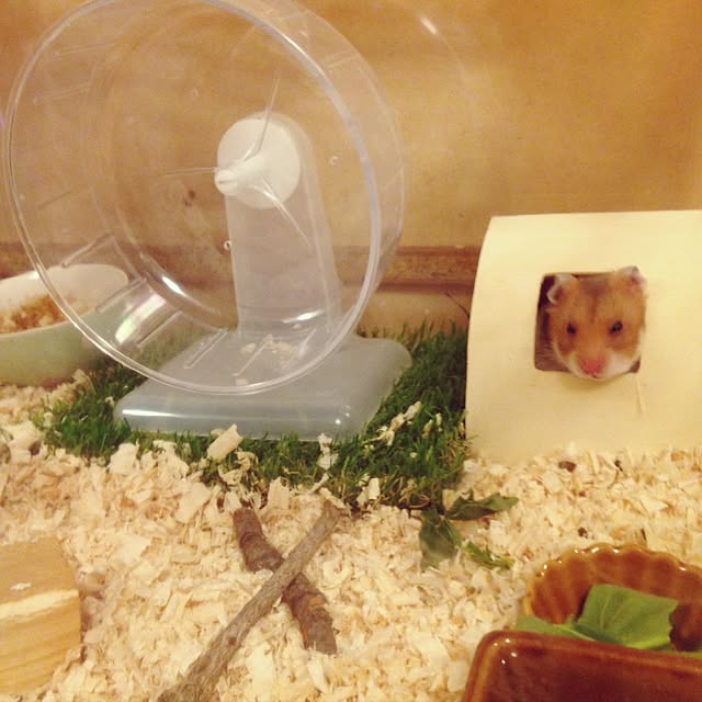 実例写真