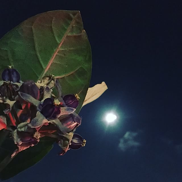 noris_sfさんの実例写真