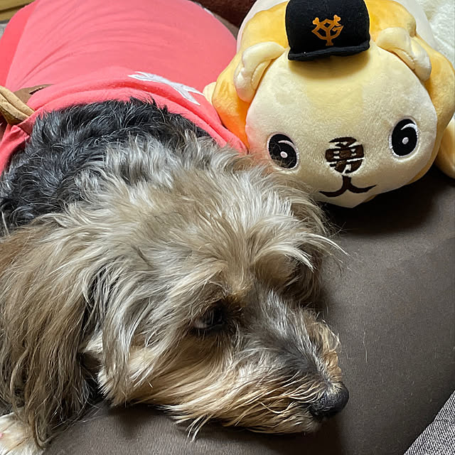 Annieさんの実例写真