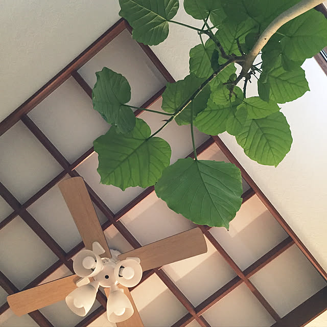 aninさんの実例写真