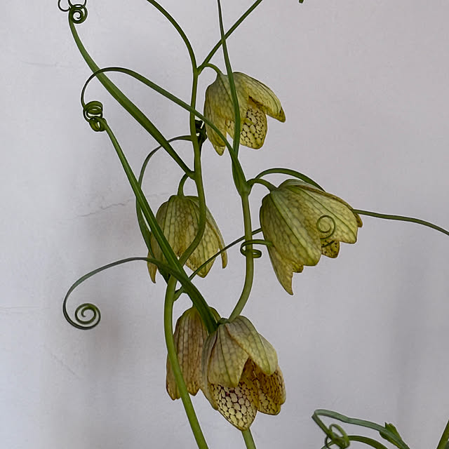 zuccoさんの部屋